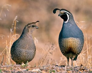 california-quail-large