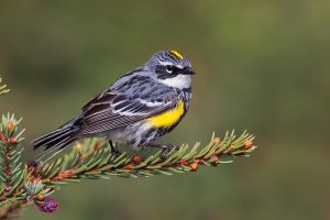 yellow-rumped-warbler-large